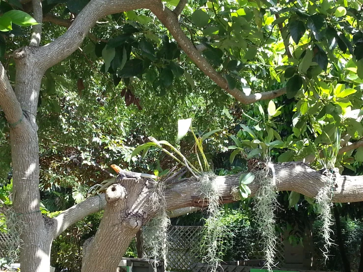 many plants hang from a large tree trunk