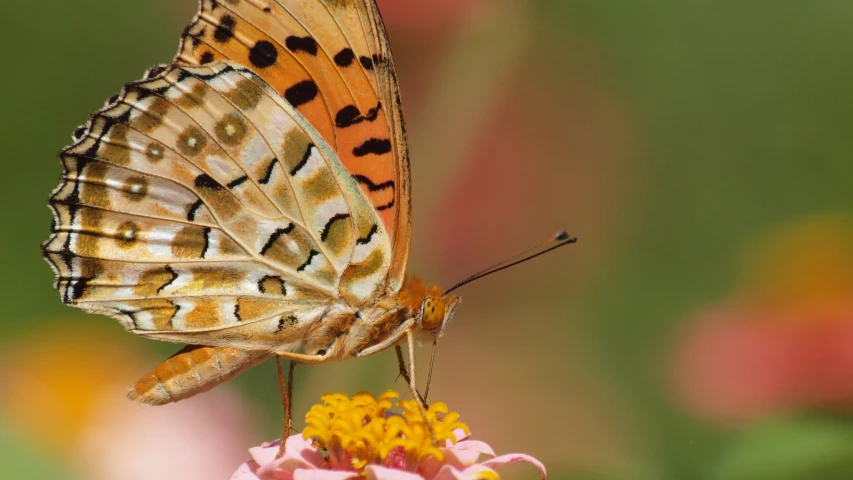 an orange and black erfly is perched on a flower