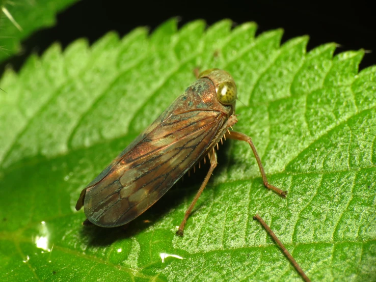 a brown bug on a green leaf in the sunlight