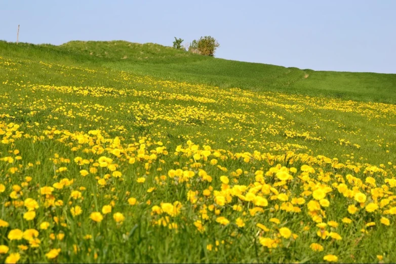 a grassy hill covered in lots of flowers