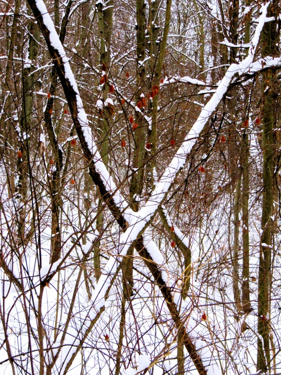 snowy trees with nches and berries in the foreground