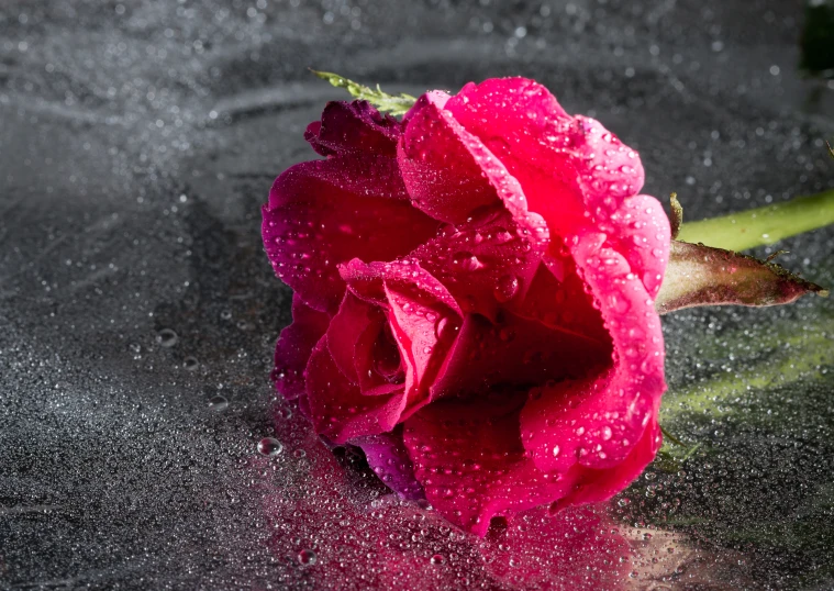 a pink rose with water droplets around it