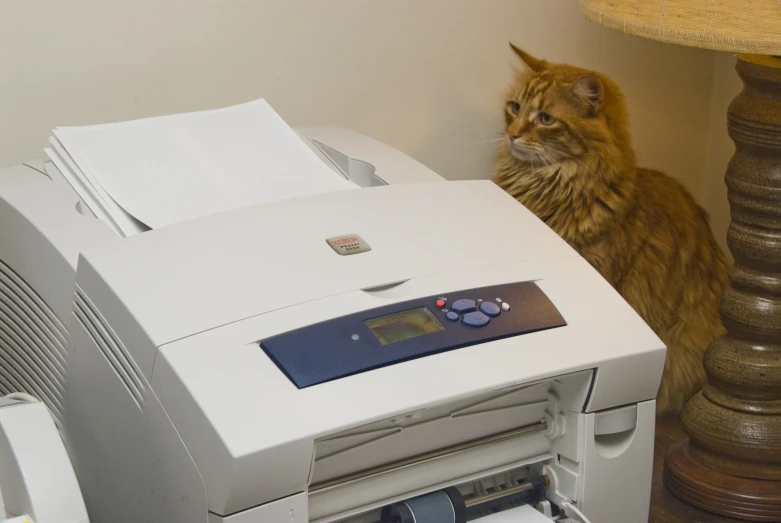 a cat sits by a printer next to the floor