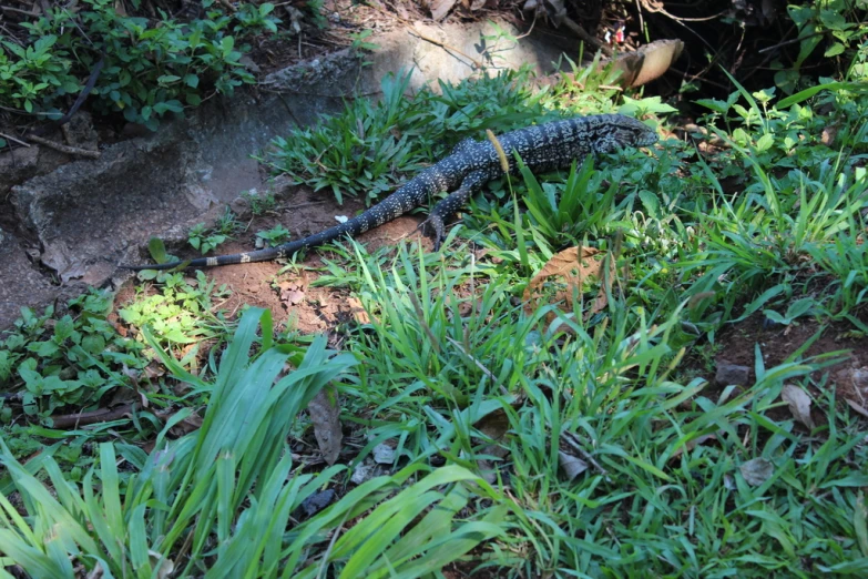 a blue lizard sitting in the green grass