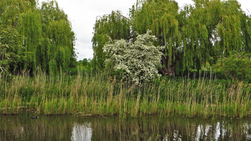 there is a small river near the forest with green trees