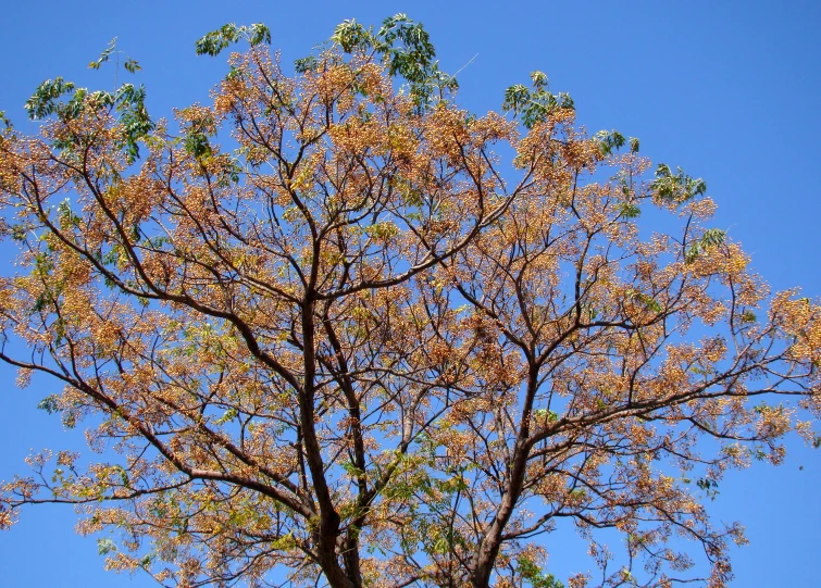 a leaf covered tree sitting next to a clear blue sky