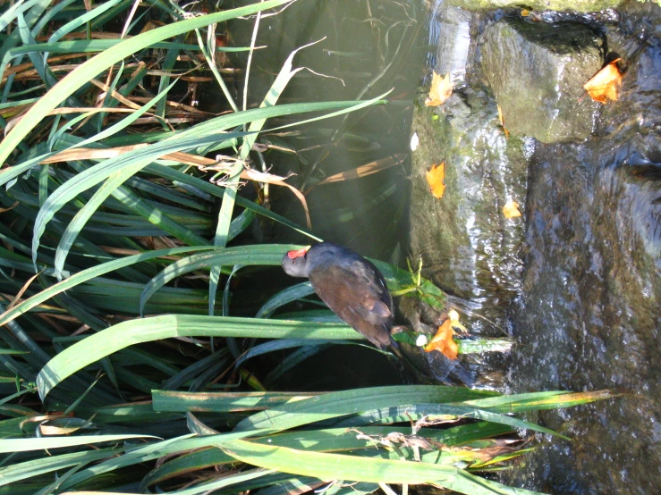 there is a bird sitting on the water edge