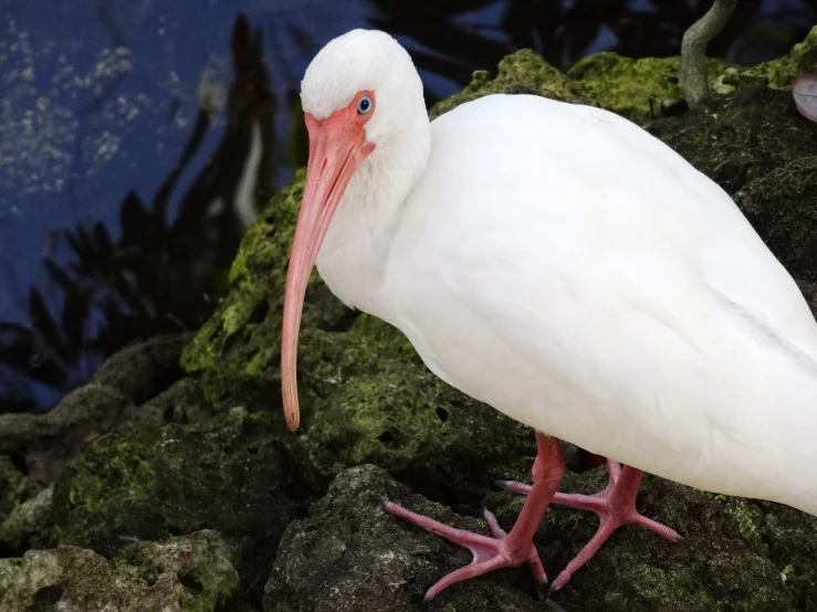 a white bird is standing on some moss