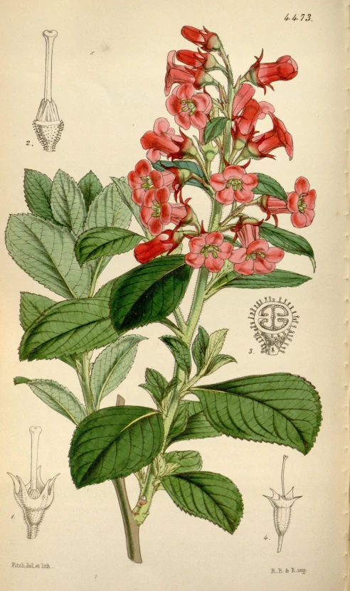 an antique medical illustration with flowers and plants