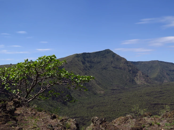 an open green forest with a tree in the foreground