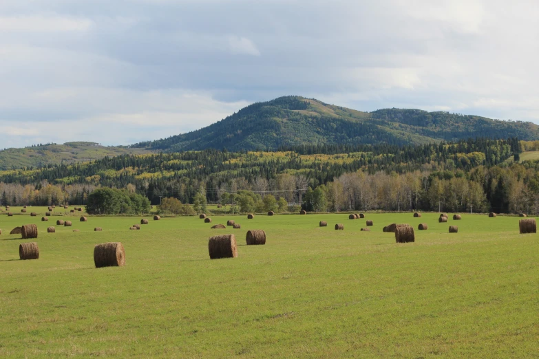 a large field with grass and hay bales