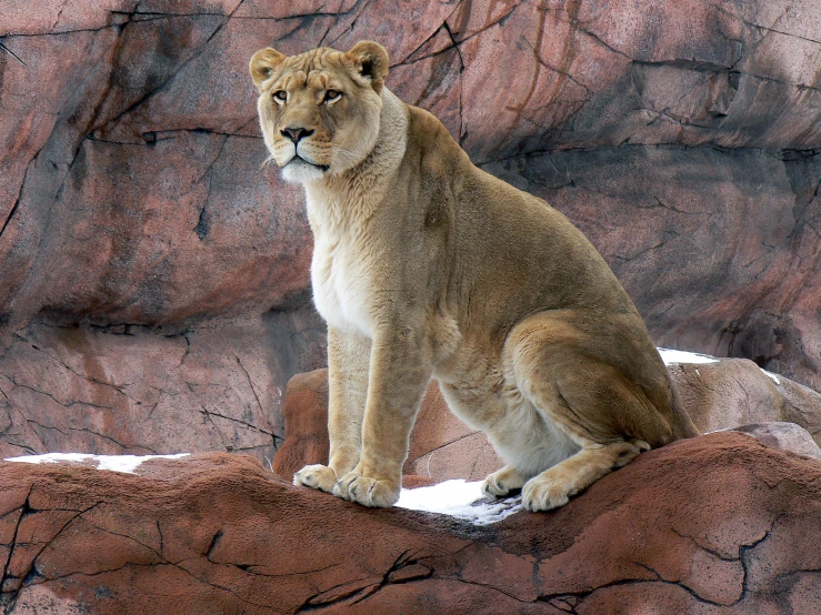 the young lion is sitting down and posing