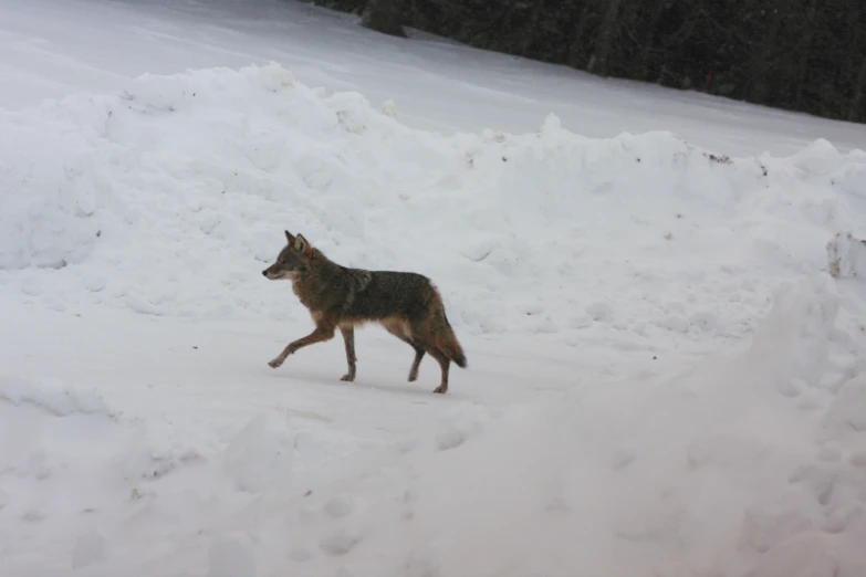 the lone wolf is walking through deep snow