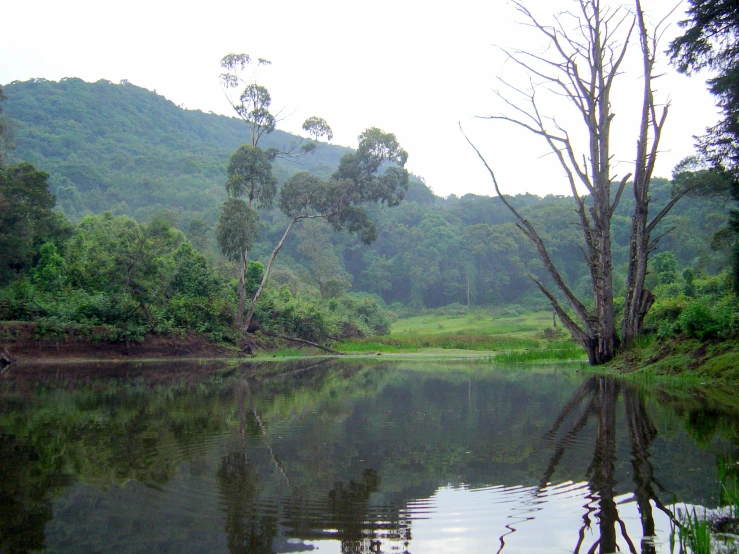 the body of water with trees near by