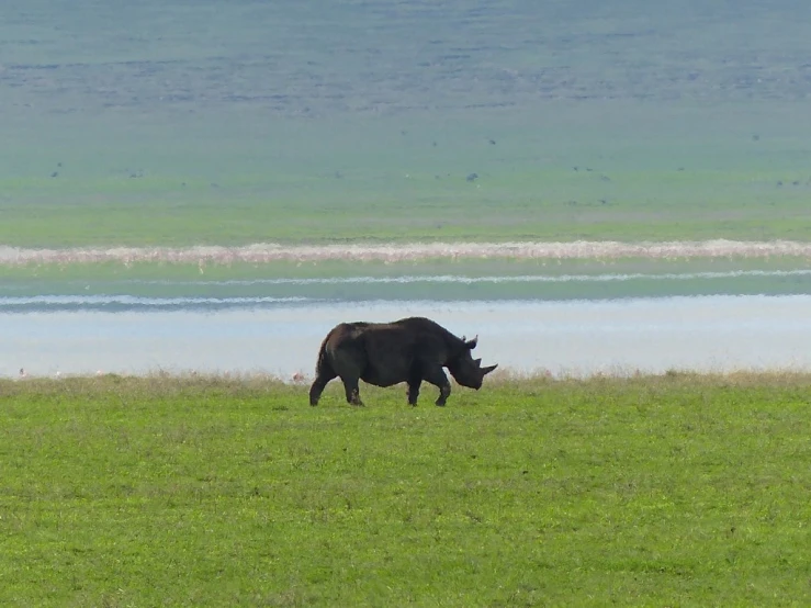 a bull that is grazing in a field