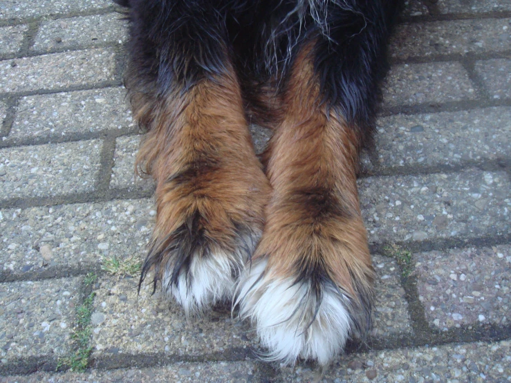 a bear paw with a black and white patch on it