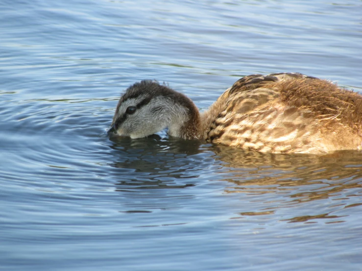 a small duck is swimming close to the shore