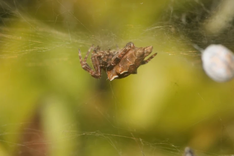 a close up image of an orange spider with its web