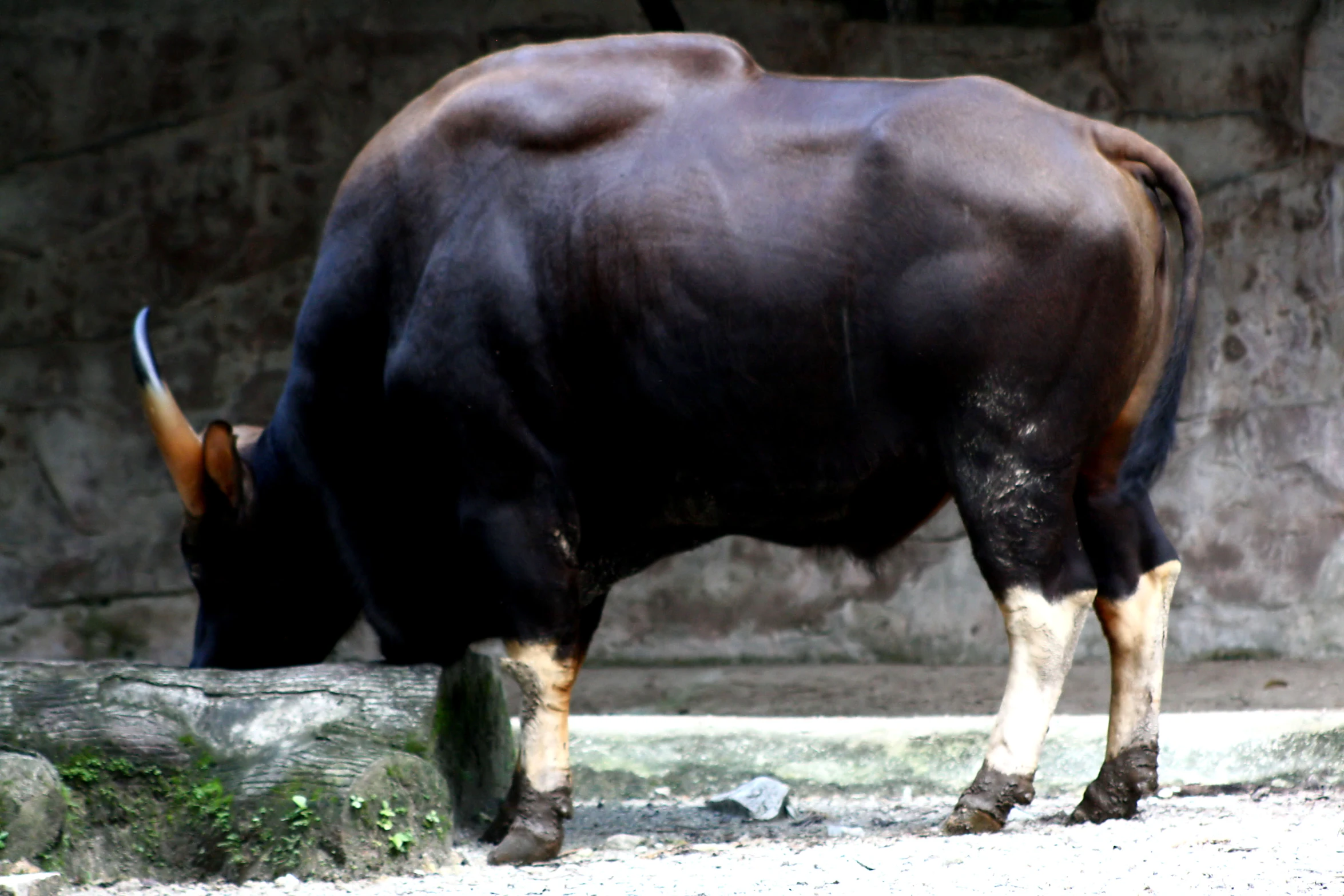 a bull that is standing in the dirt