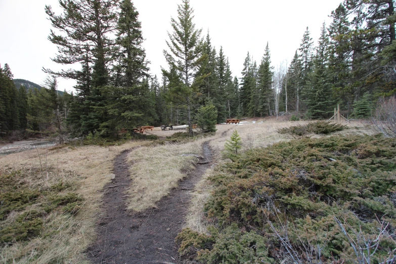 an empty trail leading through the woods