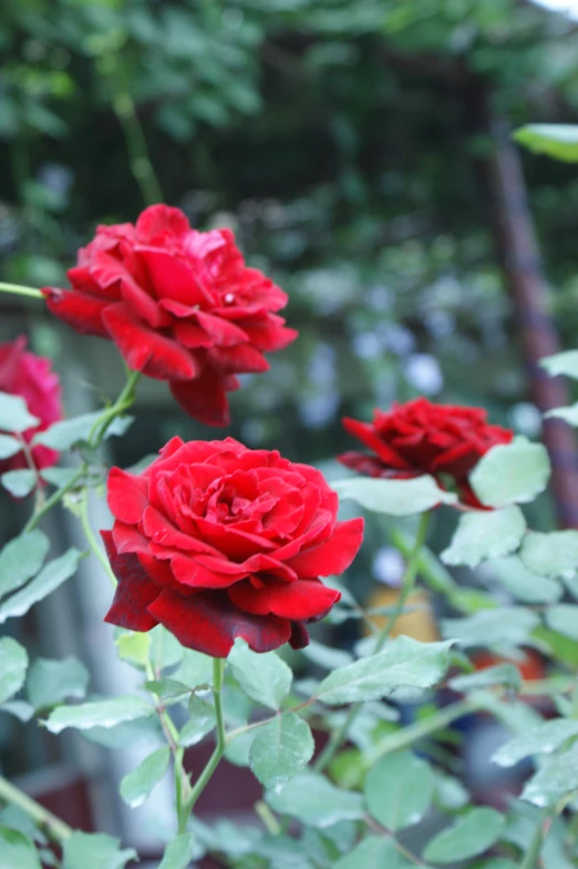 three red roses in a garden that looks like it is blooming