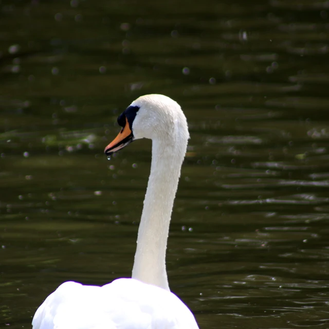 a white swan swimming on top of a lake