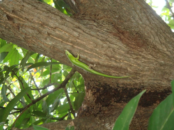 a tree with an image of a lizard on it