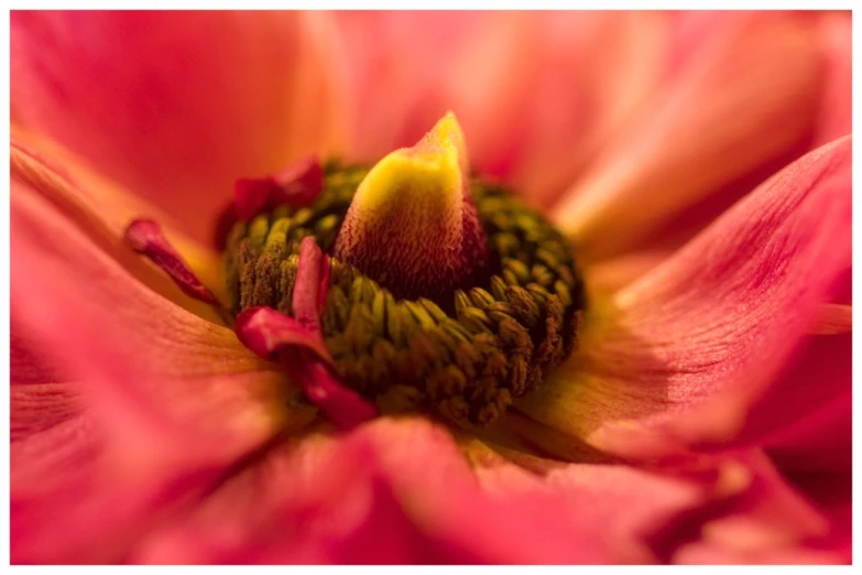 a close - up s of a flower blooming from the center