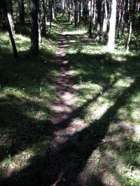 a grassy path in the middle of a forest