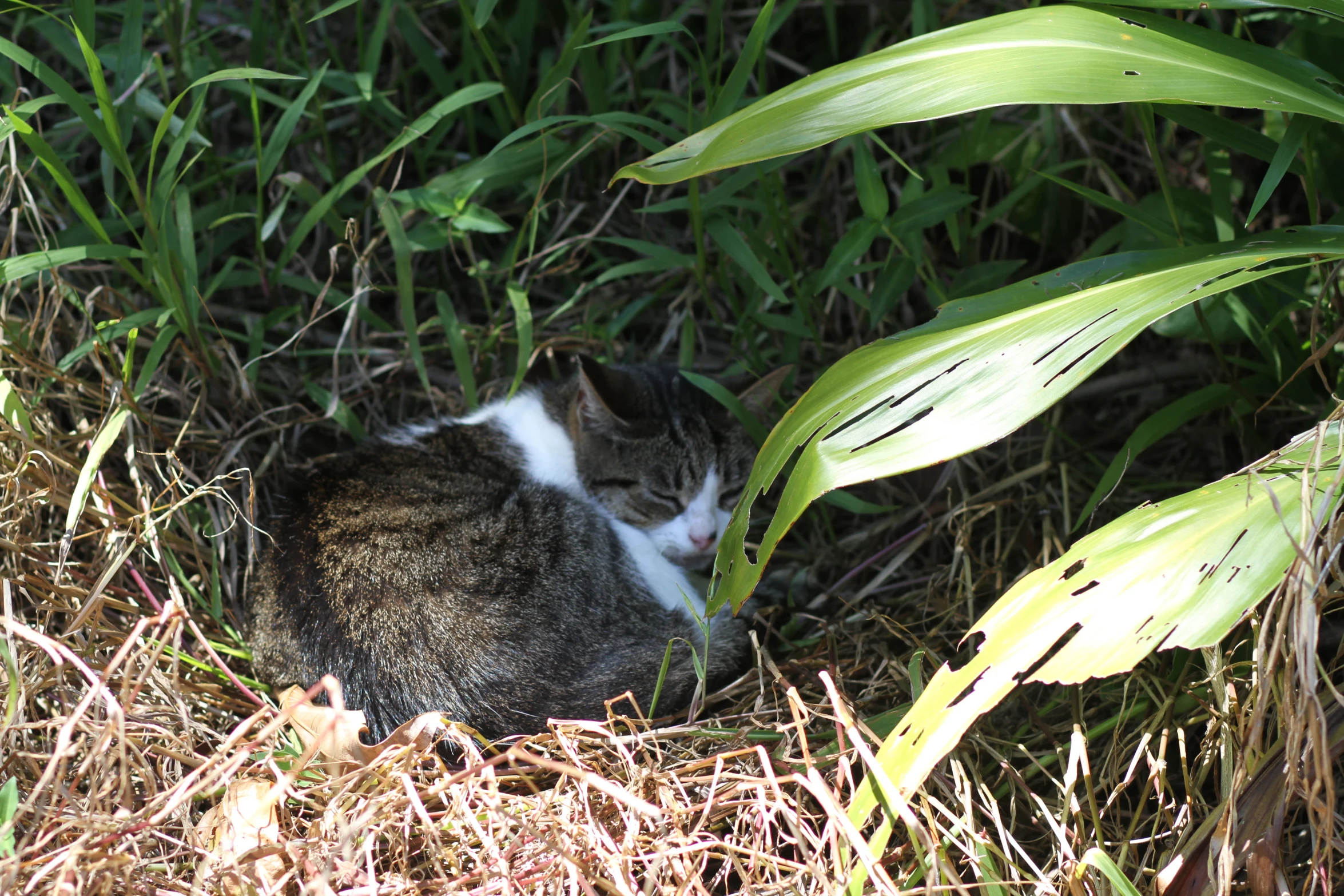 the cat is sitting in the grass next to plants