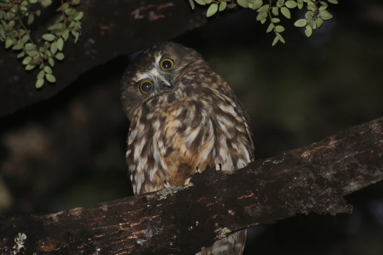 an owl sits on top of a nch