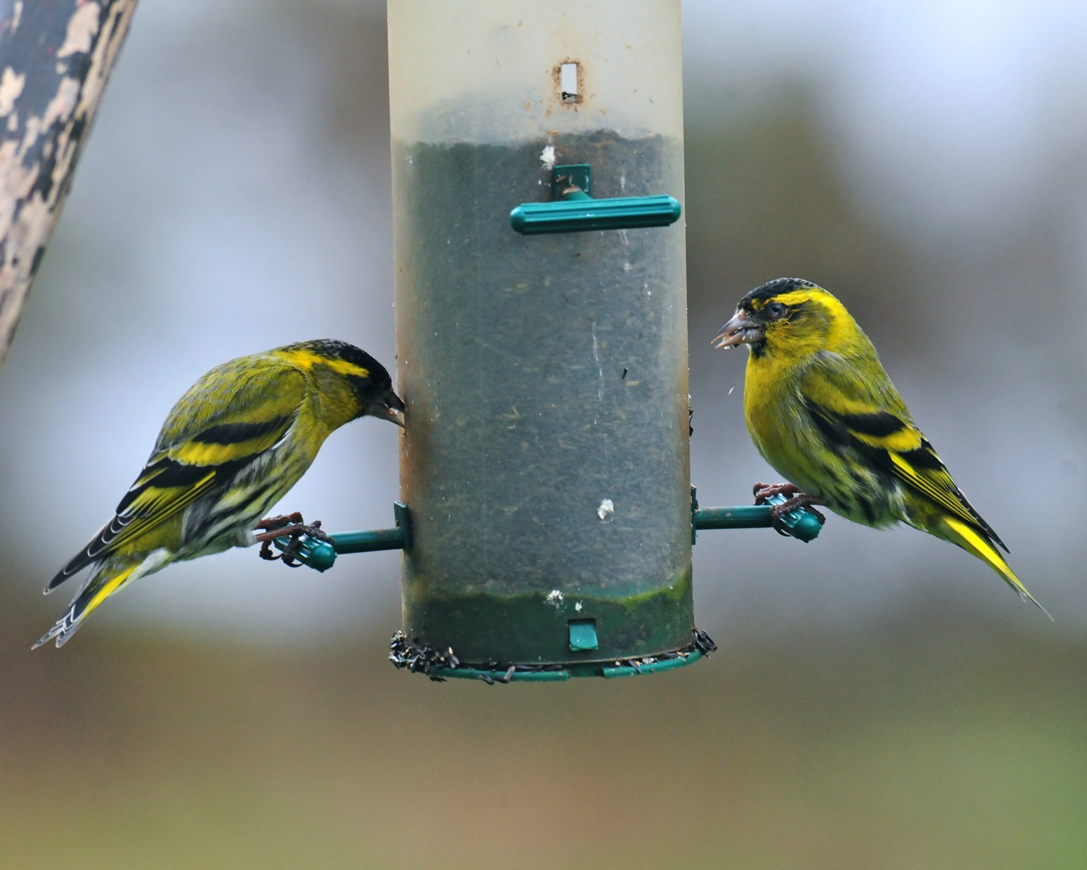 two birds that are eating out of a bird feeder