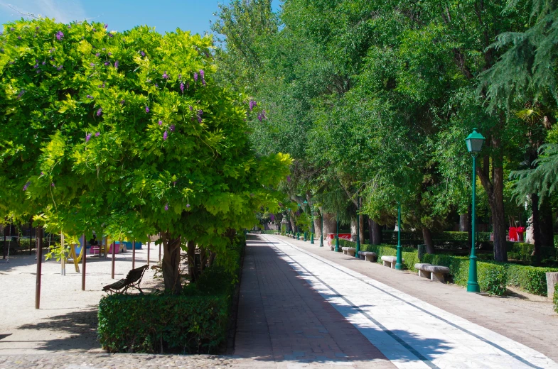 a park with benches and trees lined by bushes