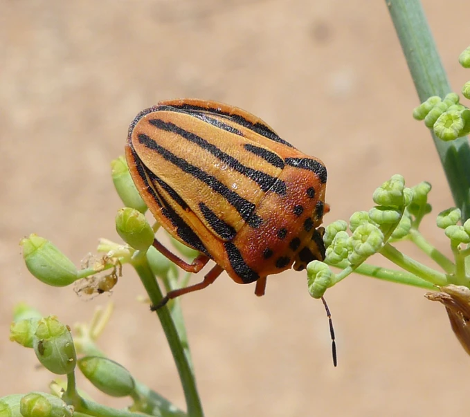 a brown bug with black stripes on its body