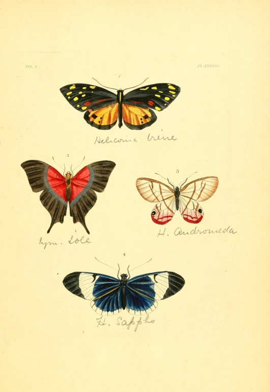 four different types of erflies, on one side and four others in a series