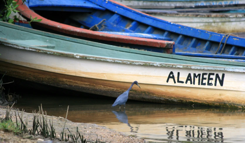 the reflection of a blue heron in water next to boats