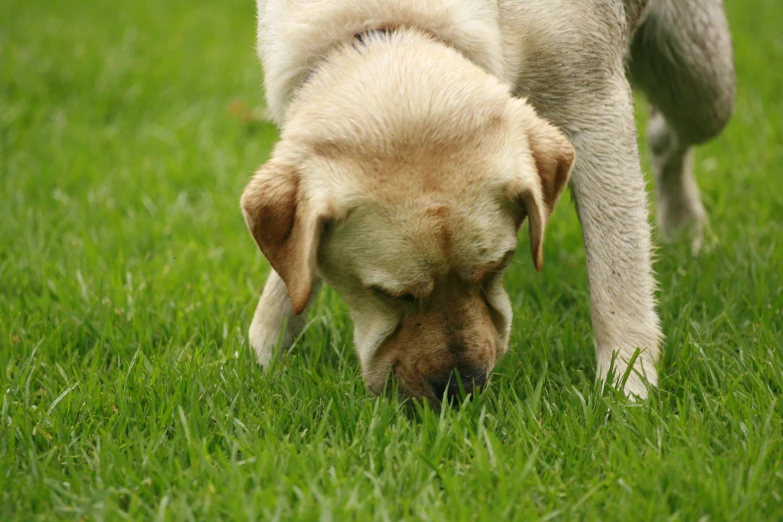 a white dog with brown fur is sniffing the grass
