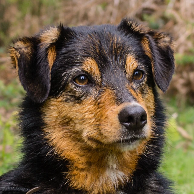 a black and brown dog is staring at the camera