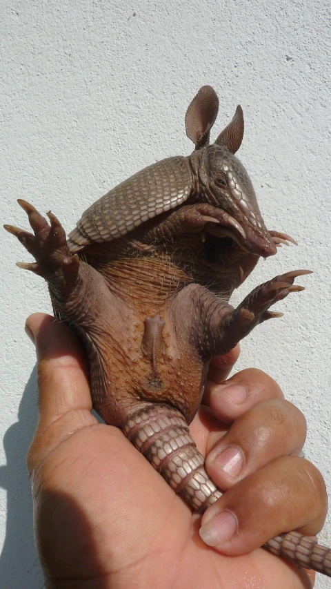 a small lizard that is sitting on a persons hand