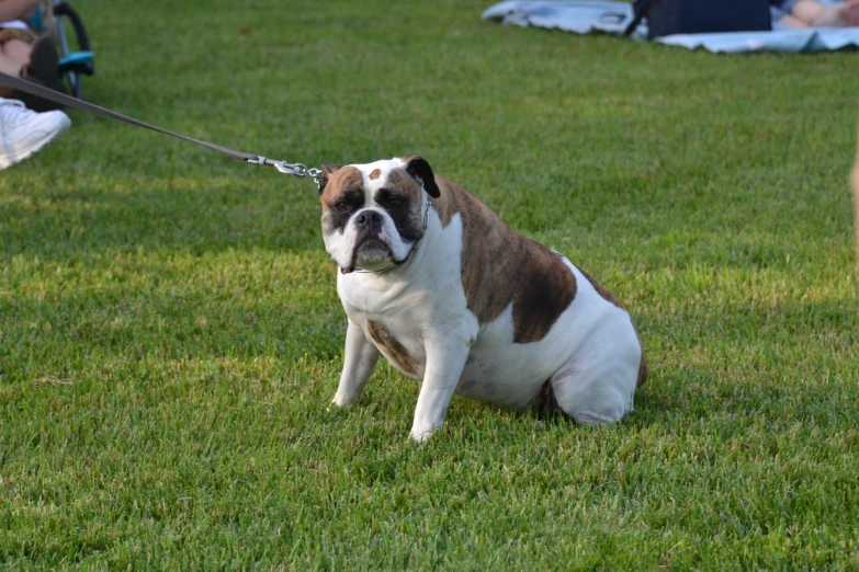 a dog tied to a leash while sitting in the grass