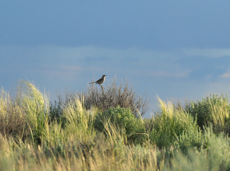 a bird sits on top of a tree near tall grass