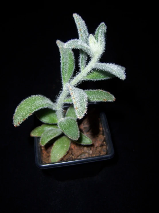 a small, green plant with frost on it