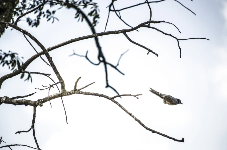 a small bird in the nches of a tree