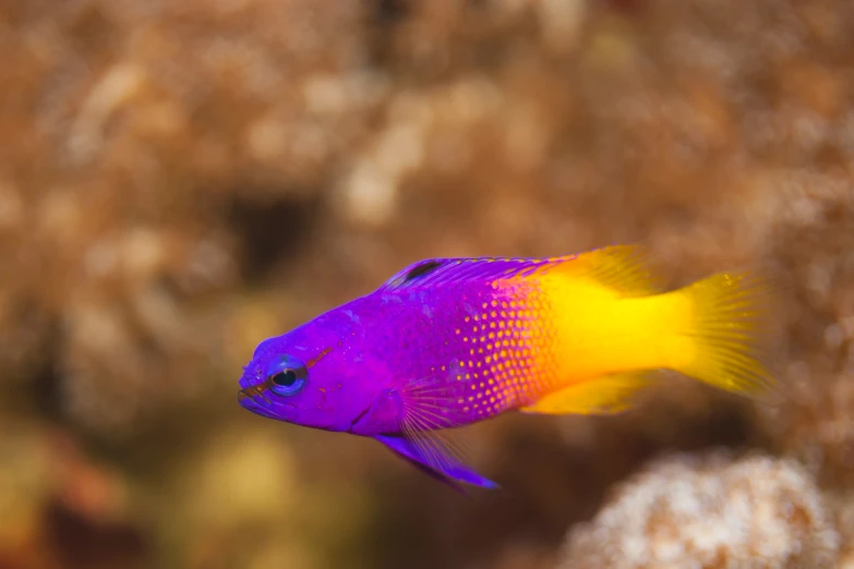there is a fish that is purple and yellow