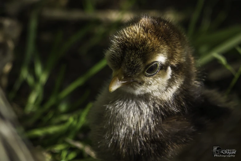 a baby bird is standing in the grass