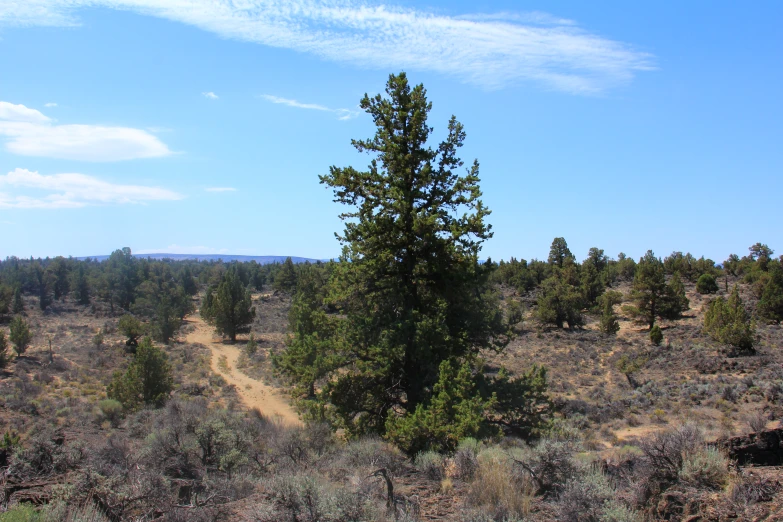 an area with several trees and dirt in it