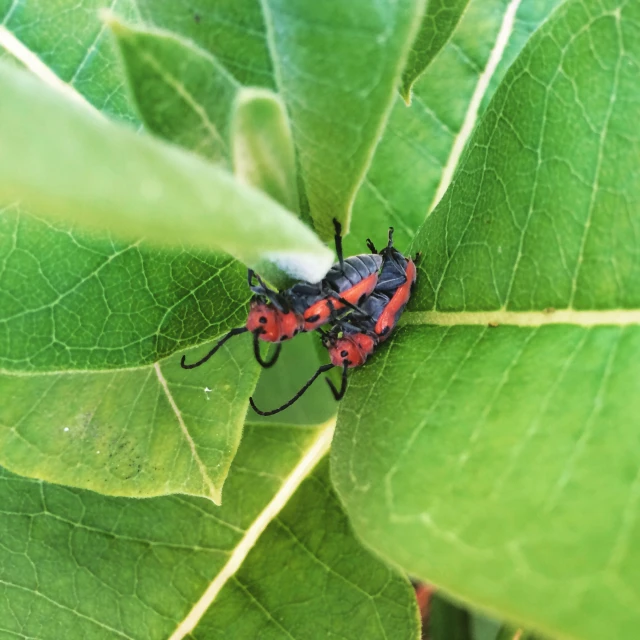 an insect on a leaf with red and black colors