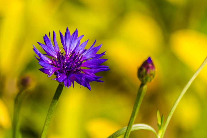 a single purple flower in front of yellow flowers