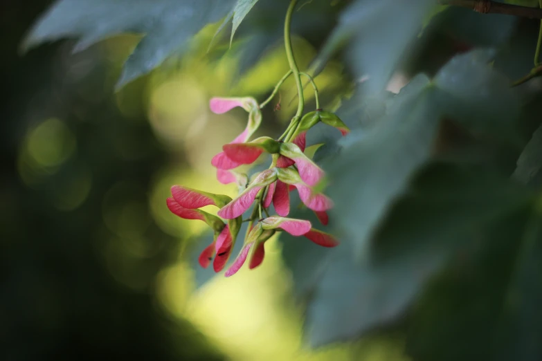 the delicate flower has grown from the nch