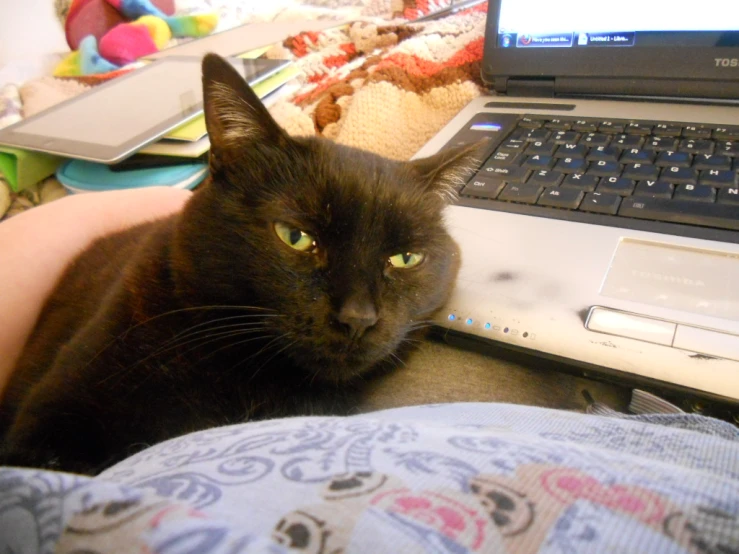 a black cat sits next to a person on the lap of his computer